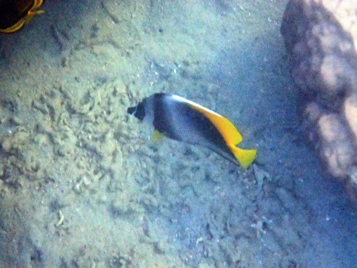 Heniochus singularius