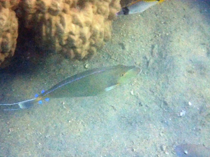 Naso unicornis