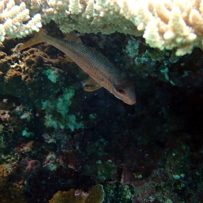 Mulloidichthys vanicolensis