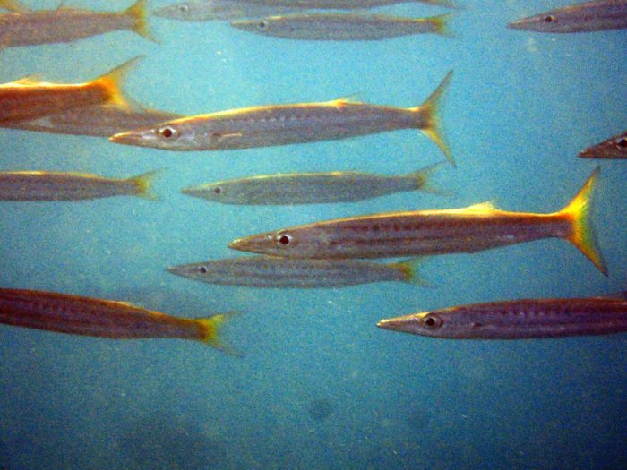 Sphyraena flavicauda