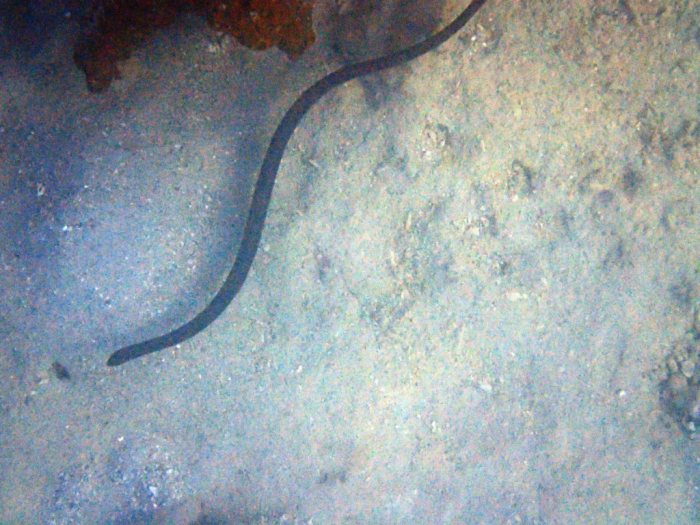 Emydocephalus annulatus
