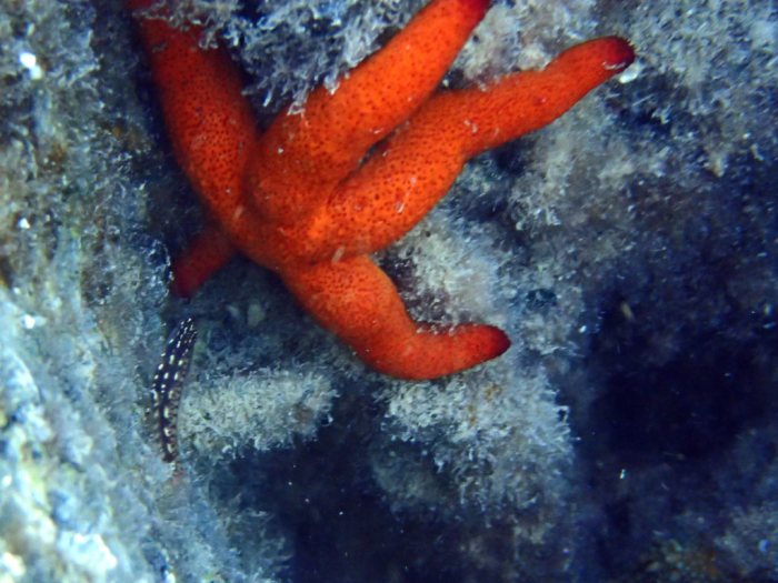 Echinaster luzonicus