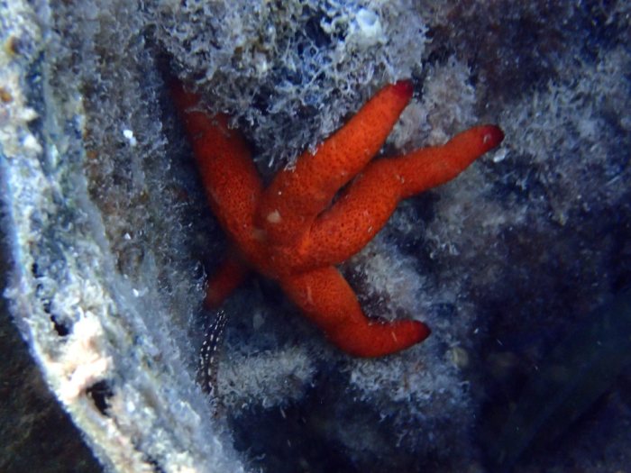 Echinaster luzonicus