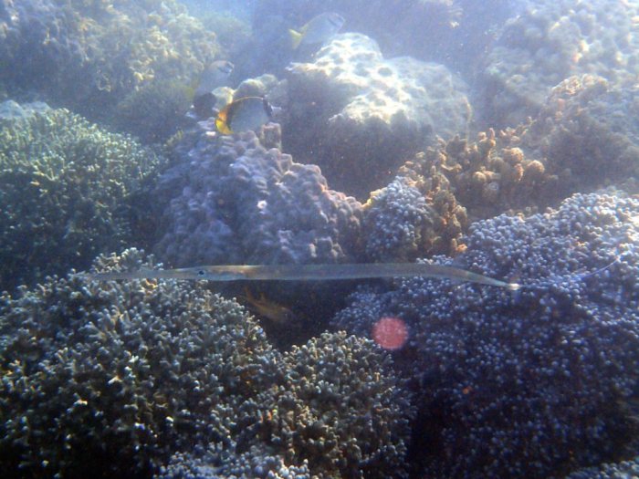 Fistularia commersonii
