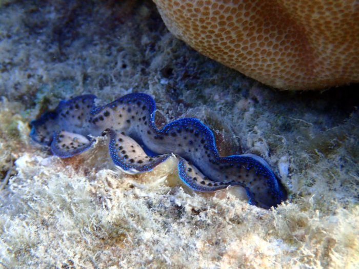 Bénitier
