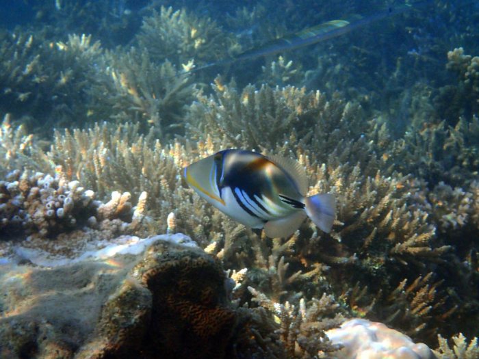 Rhinecanthus aculeatus