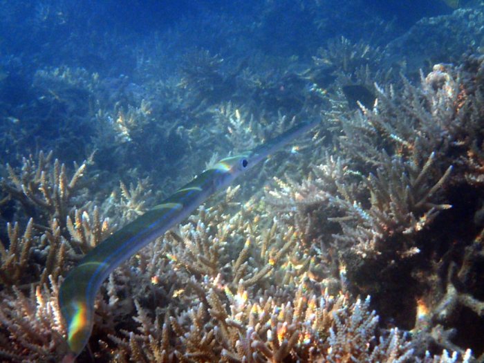 Fistularia commersonii