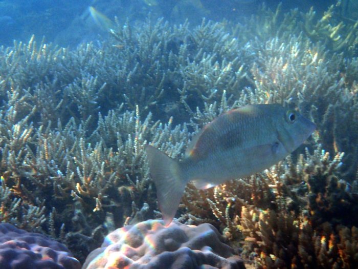Lethrinus harak