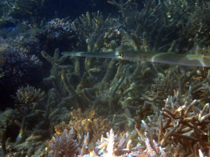 Fistularia commersonii