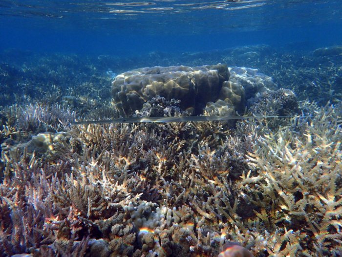 Fistularia commersonii