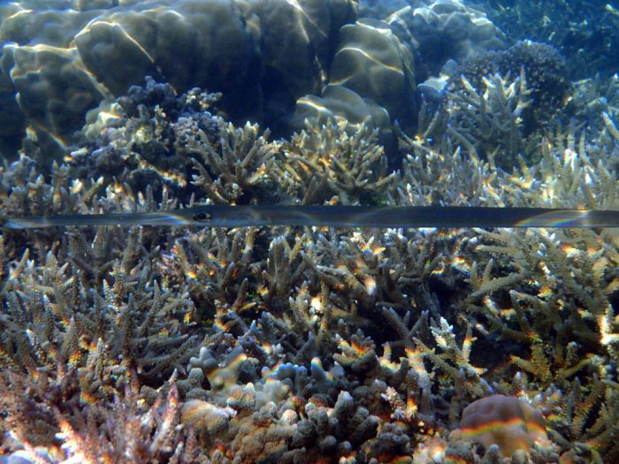 Fistularia commersonii