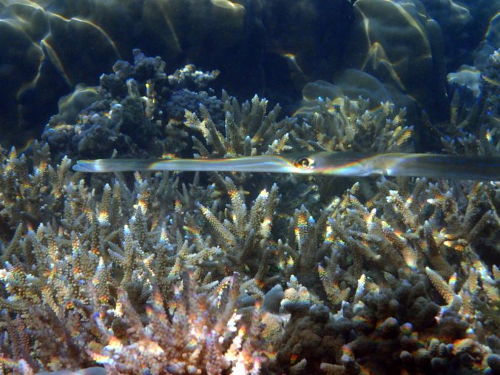 Fistularia commersonii