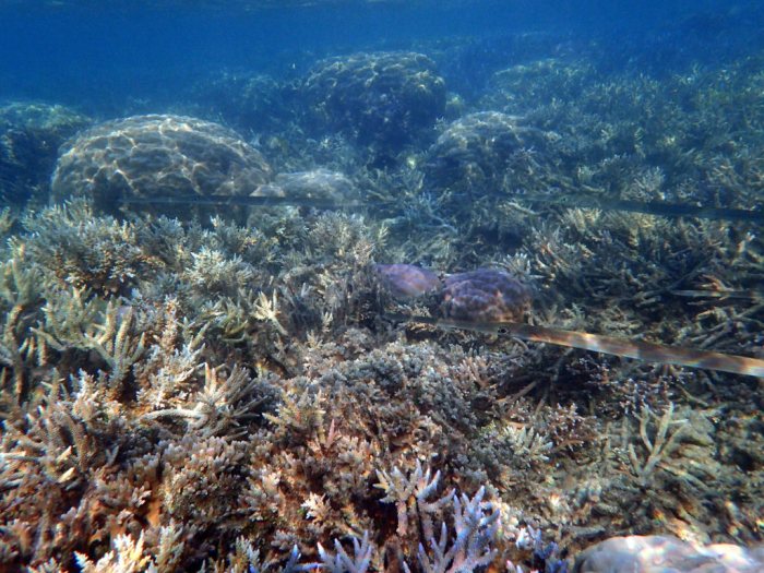 Fistularia commersonii