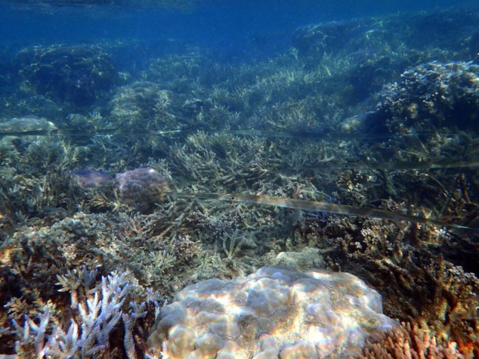 Fistularia commersonii