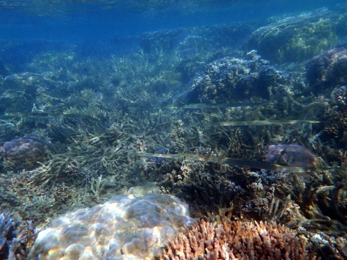 Fistularia commersonii