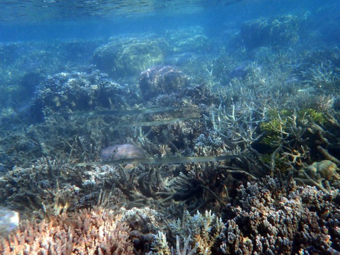 Fistularia commersonii