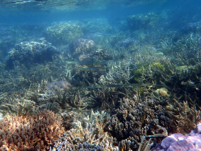 Fistularia commersonii
