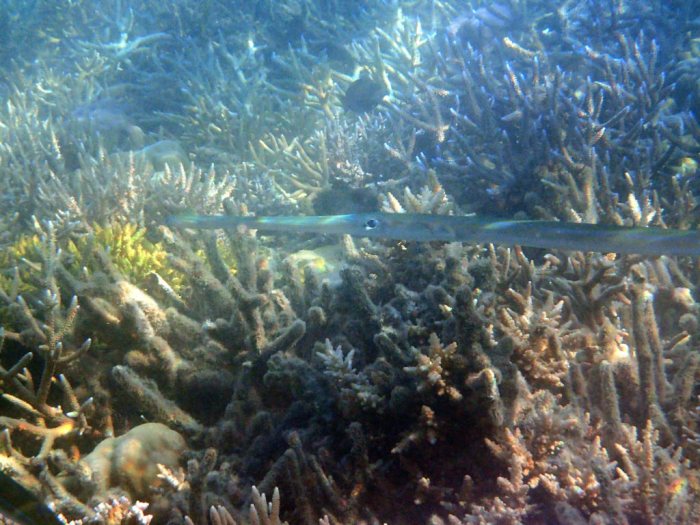 Fistularia commersonii