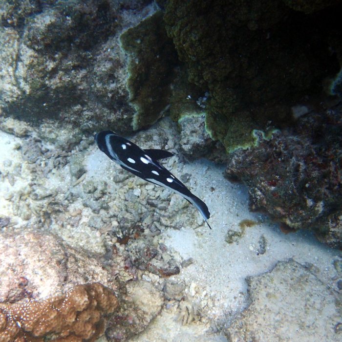 Macolor niger