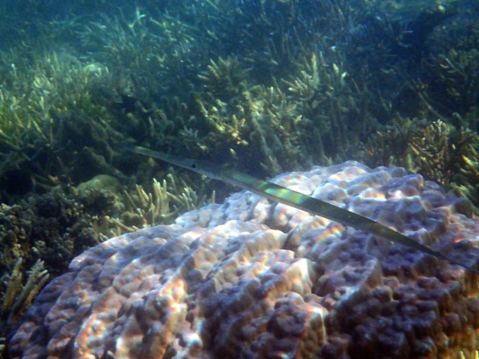 Fistularia commersonii