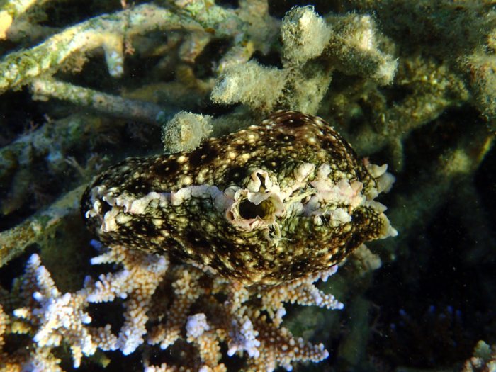 Aplysia dactylomela