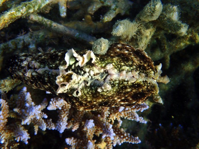 Aplysia dactylomela