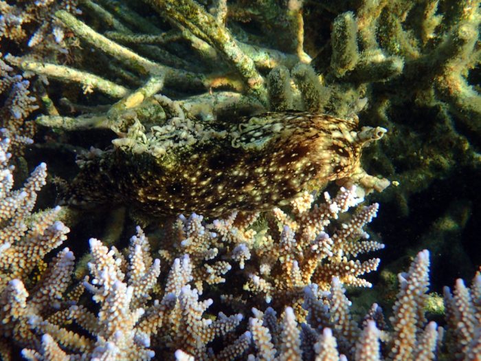 Aplysia dactylomela