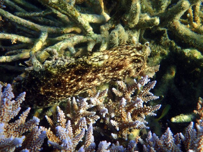 Aplysia dactylomela