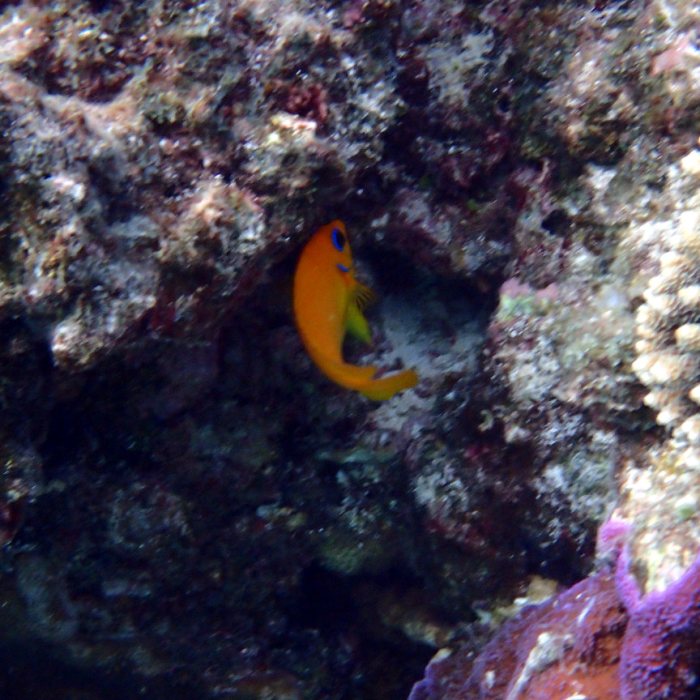 Centropyge flavissima