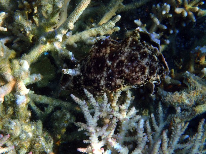 Aplysia dactylomela