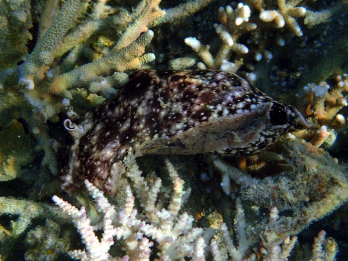 Aplysia dactylomela