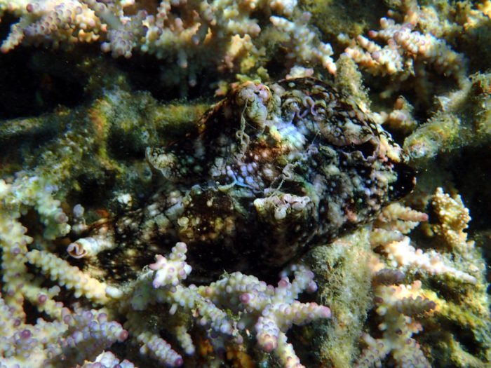 Aplysia dactylomela