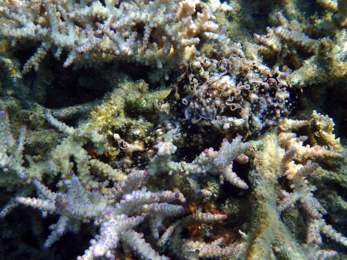 Aplysia dactylomela