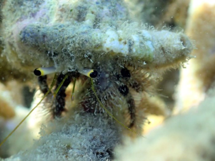 Dardanus lagopodes
