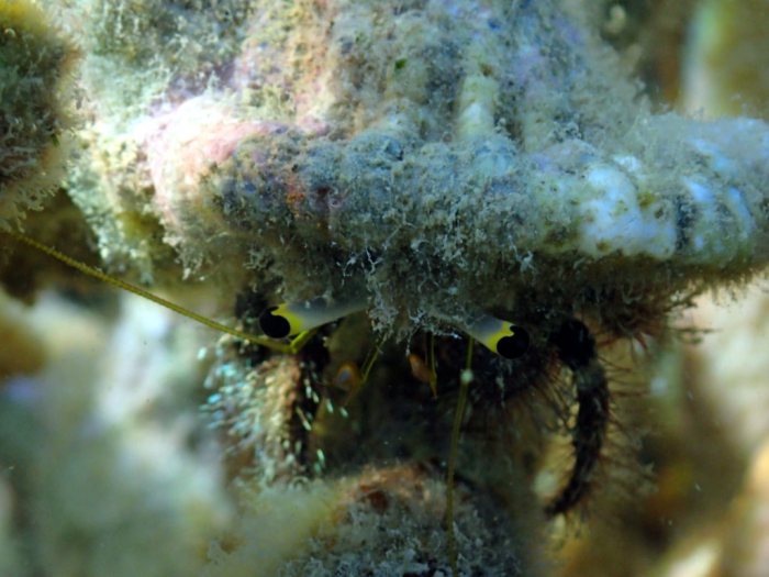 Dardanus lagopodes