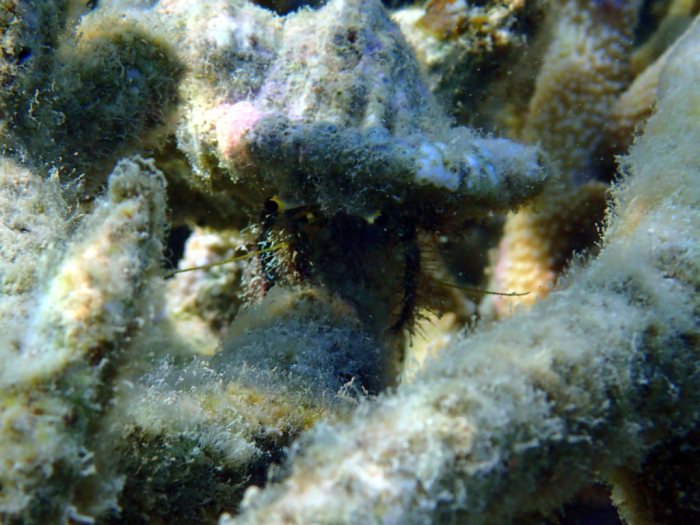 Dardanus lagopodes