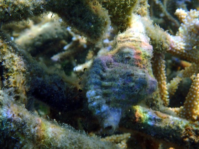 Dardanus lagopodes