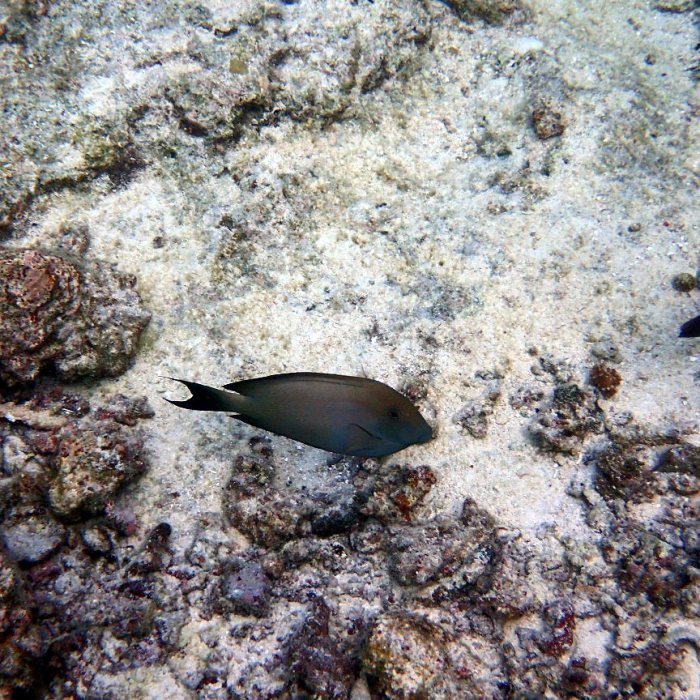 Ctenochaetus striatus