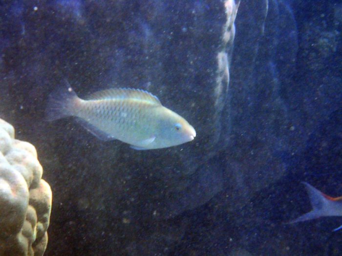 Poisson-perroquet
