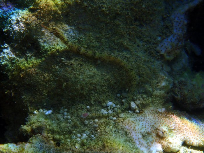 Corythoichthys haematopterus