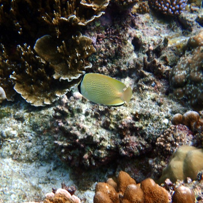Chaetodon citrinellus