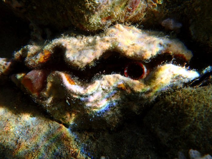 Mollusques