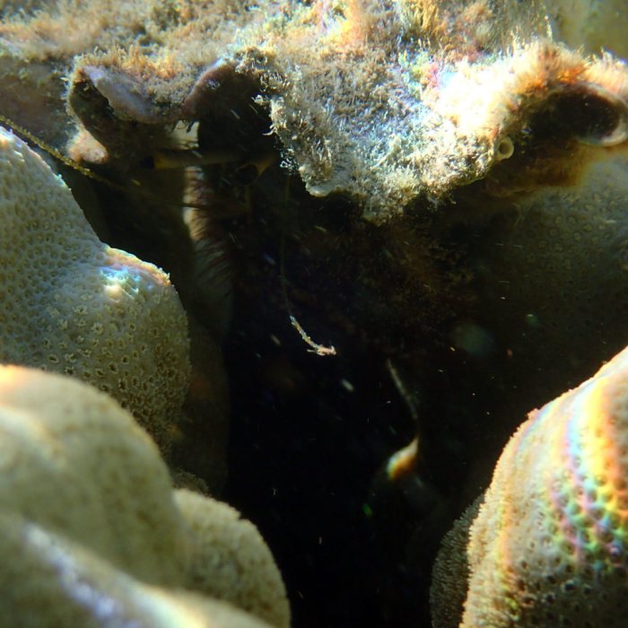 Dardanus lagopodes