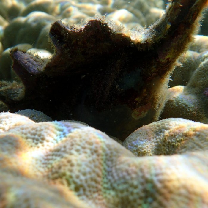 Mollusques