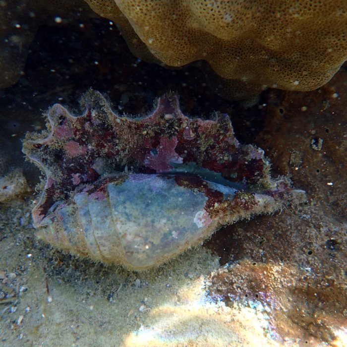 Mollusques