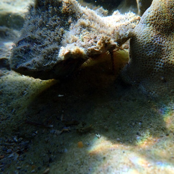 Dardanus lagopodes