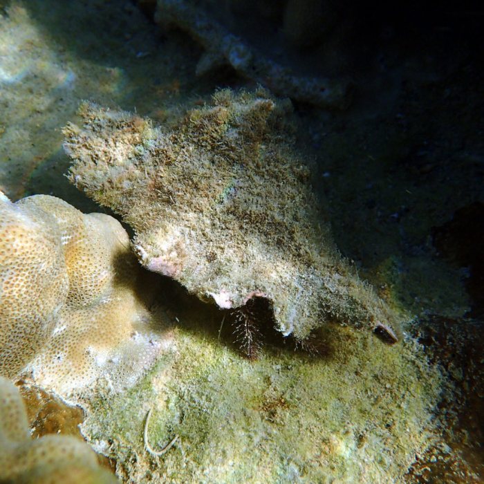 Dardanus lagopodes