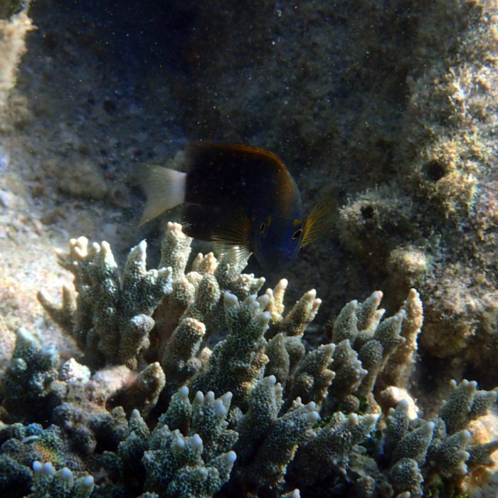 Pomacentrus chrysurus