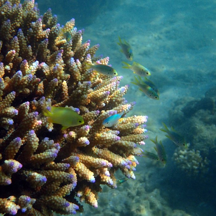 Amblyglyphidodon aureus