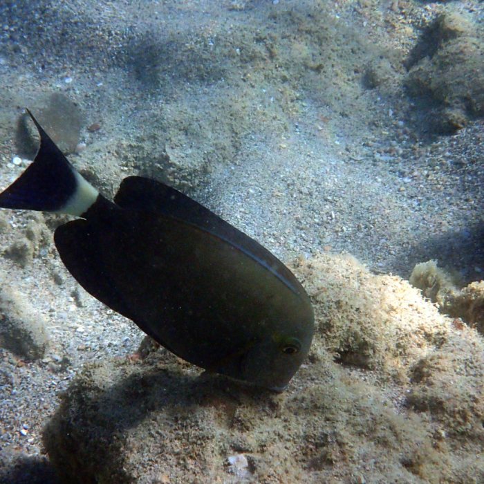 Acanthurus blochii